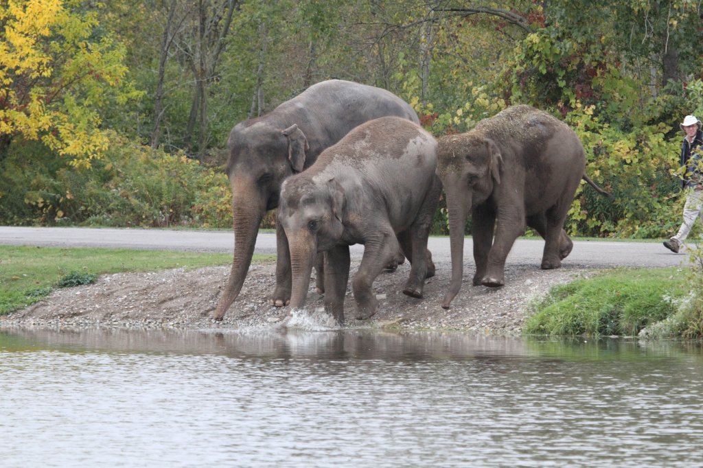 Die Elefanten gehen zum tglichen Schwimmen in den See. African Lion Safari in Cambridge,Ont am 2.10.2010.
