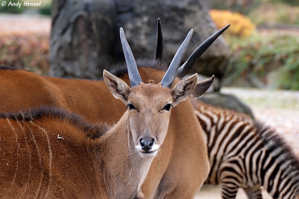 Die Elenantilope, auch Eland genannt, ist eine in Afrika lebende Antilope.