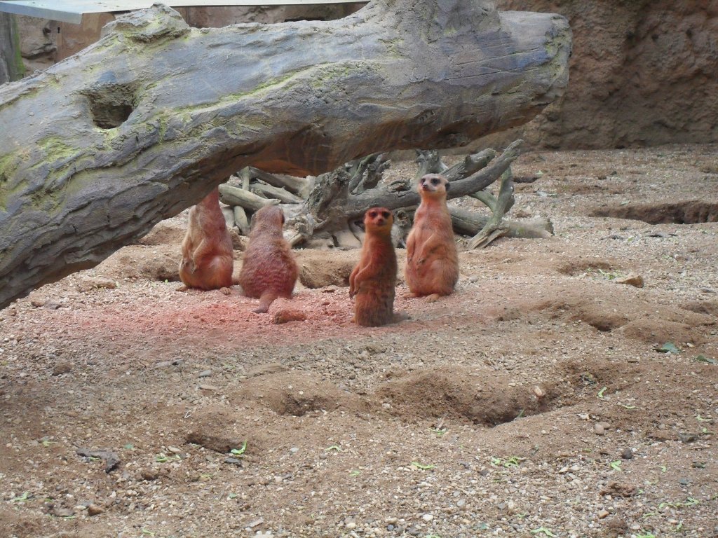 Die Erdm�nnchen im Duisburger Zoo sonnen sich unter einem Heizstrahler