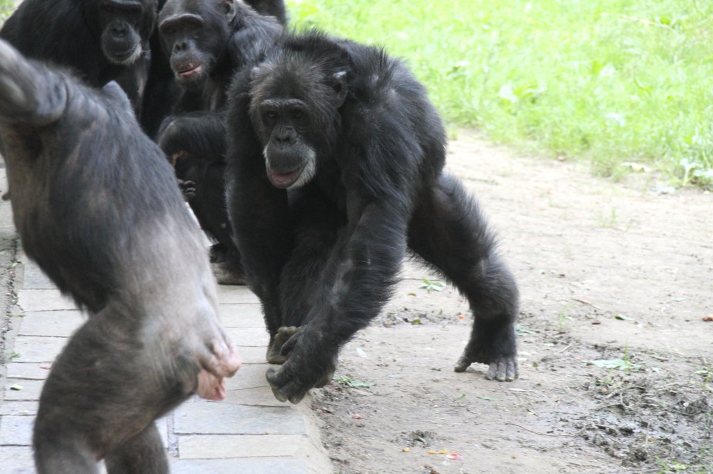 Die Schimpansen bereiten sich auf die Ftterungszeit vor.