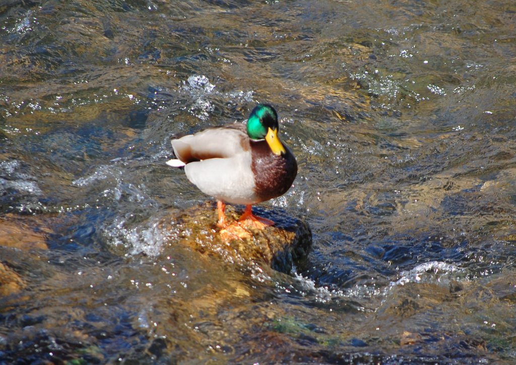 Diese m�nnl. Stockente hat ein sonniges
Pl�tzchen in der Krems gefunden.
(Wartberg/Kr.