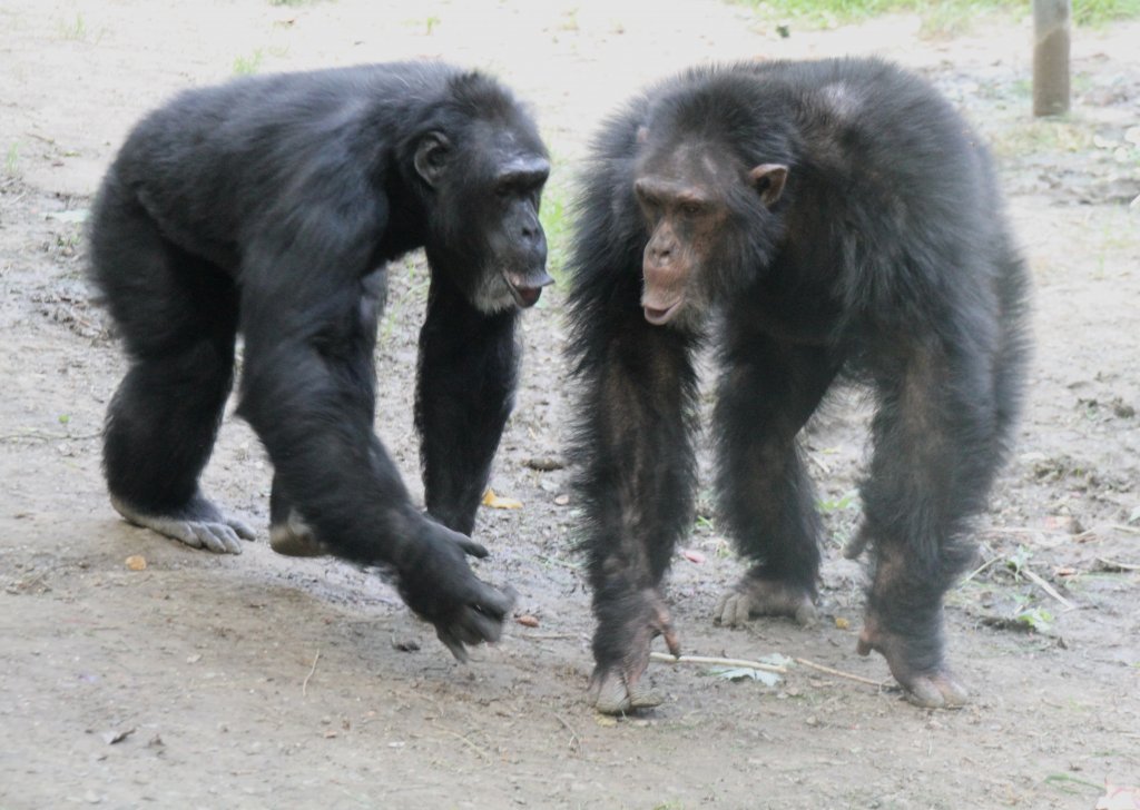 Diese Schimpansen scheinen irgendetwas auszuhecken. Leintalzoo bei Schwaigern am 22.6.2010.