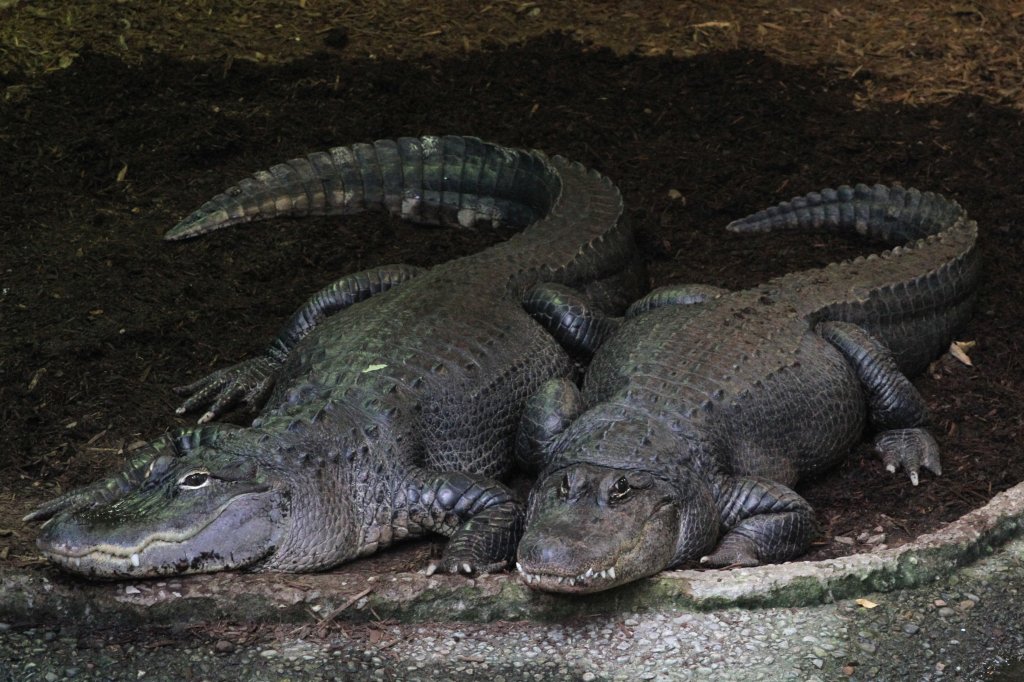 Diese zwei Mississippi-Alligatoren (Alligator mississippiensis) scheinen irgend etwas vor zu haben, so eintrchtig wie sie nebeneinander liegen. Toronto Zoo am 13.9.2010.