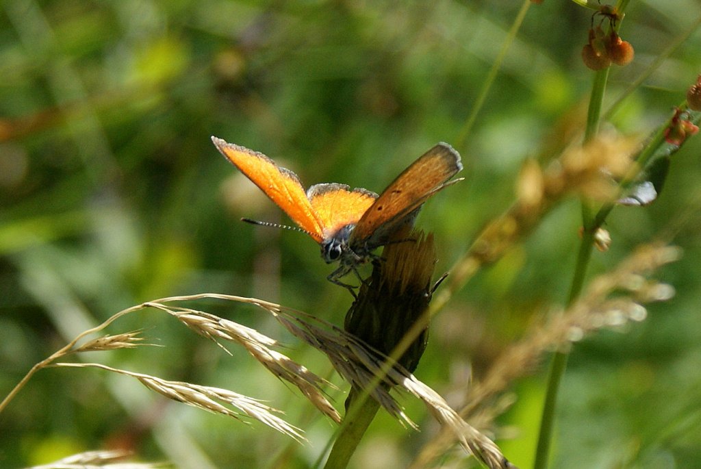 Diesen Schmetterling habe ich das erste Mal bei uns gesehen: Der Grosse Feuerfalter (Lycaena dispar).
(19.07.2010)