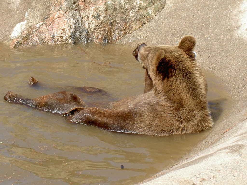 Dieser Braunbr hat es sich in seinem Pool gemtlich gemacht. 2.7.2006 im Tierpark Kolmrden. 
