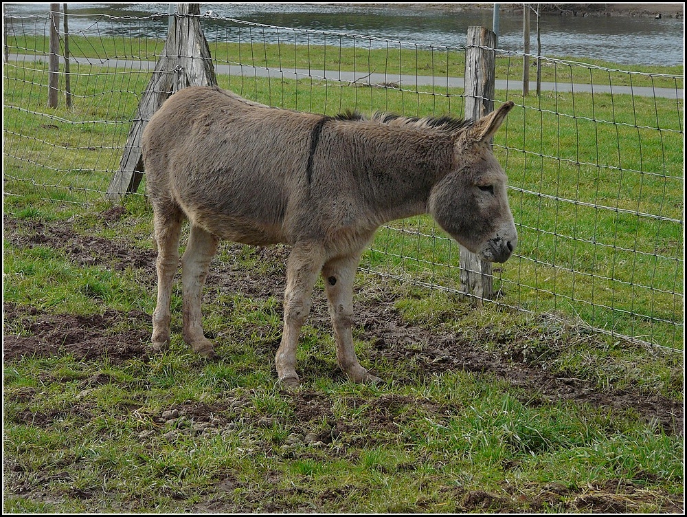 Dieser Esel beugt die vielen Spaziergnger sehr skeptisch. 13.02.2011 (Hans)