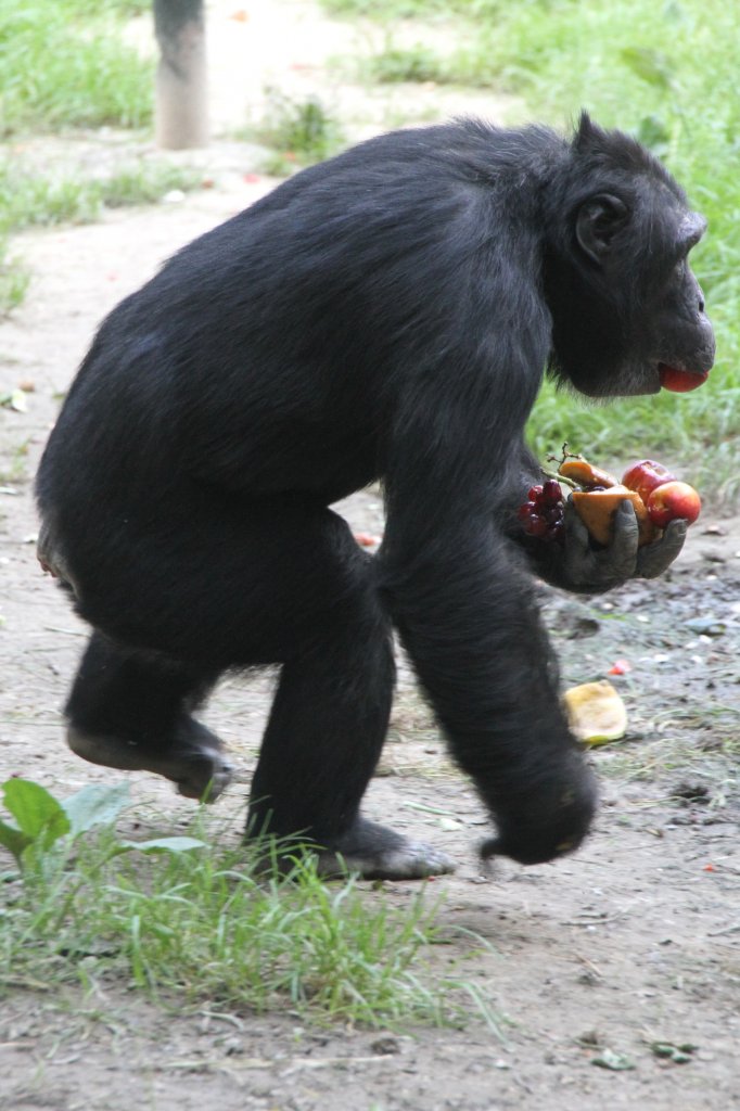 Dieser Schimpanse hat Obst gehamstert. Leintalzoo am 22.6.2010.