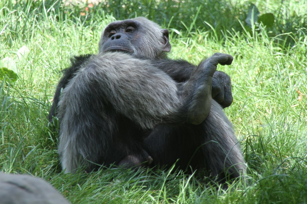 Dieser Schimpanse (Pan troglodytes) hat es sich auf der Wiese bequem gemacht. Leintalzoo am 22.6.2010. 
