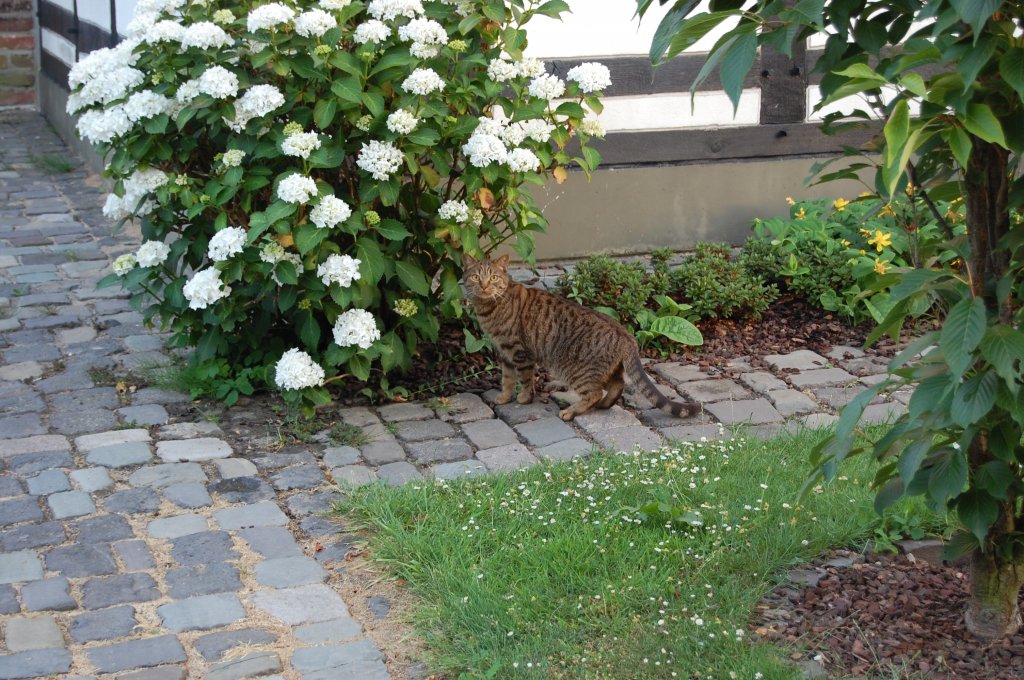 Dieser Stubentieger lies sich nur durch Zuruf vom Schnuppern am Hortensienbusch abbringen und in die Kamera zu schauen. 8.7.2010