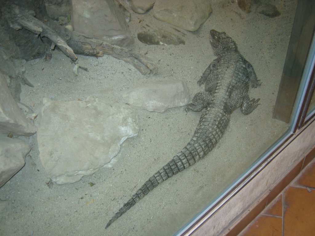 Dieses Bild zeigt einen China Alligator im Saarbrcker Zoo. Aufgenommen habe ich das Foto am 12.09.2010 beim Tag der offenen Tr.