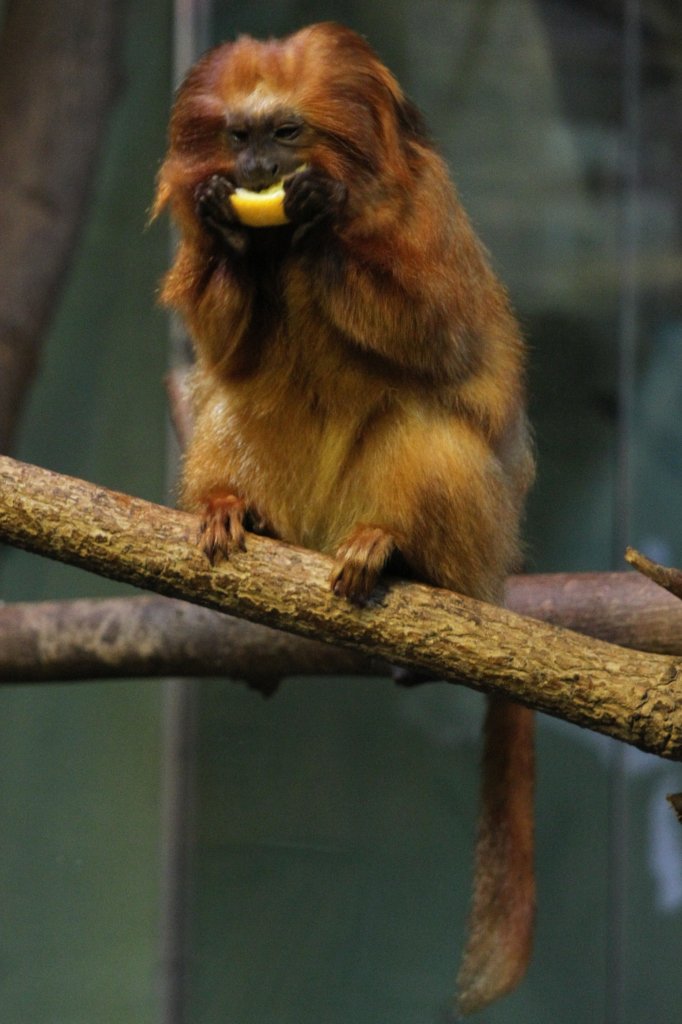 Dieses Goldene Lwenffchen (Leontopithecus rosalia) lsst sich eine Orangenscheibe schmecken. Toronto Zoo am 13.9.2010.