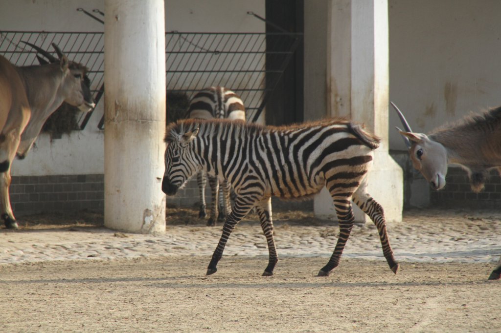 Dieses kleine Bhm-Steppenzebra (equus quagga boehmi) wird von einer Elenantilope gergert. Zoo Berlin am 10.3.2010.