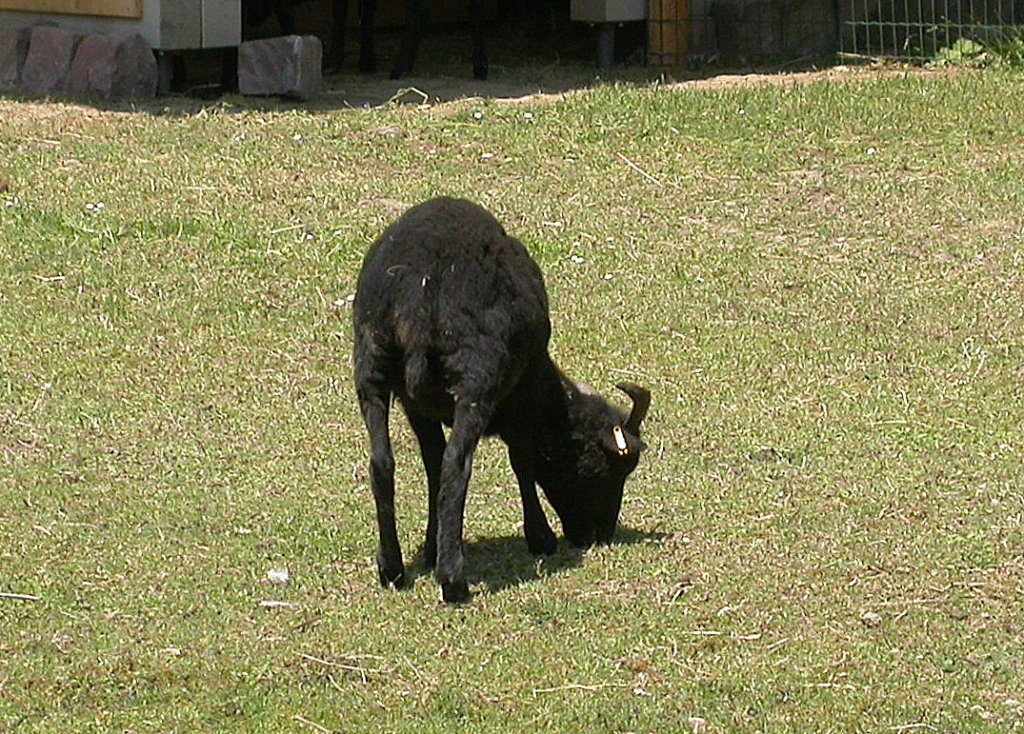 Dieses Ouessantschaf sucht im Karlsruher Zoo nach Fressbarem(03.06.2011). Der Standpunkt