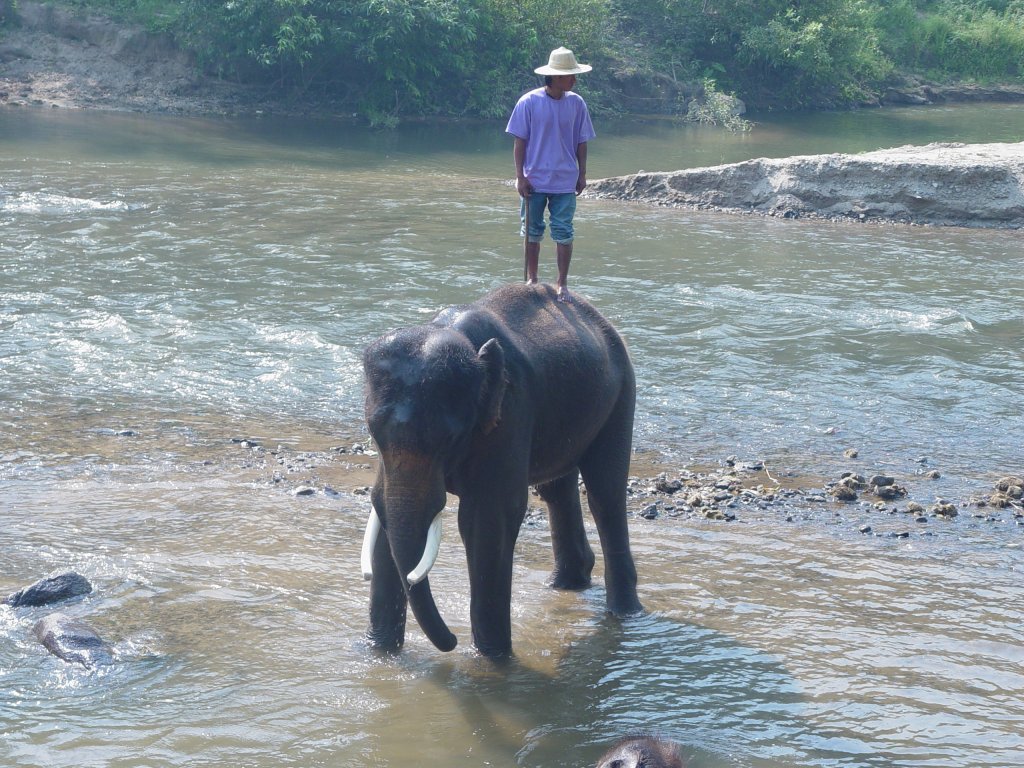 Ein asiatischer Elefant und sein Mahout in einem Elefantencamp in der Nhe von Chiang Mai im Norden Thailands