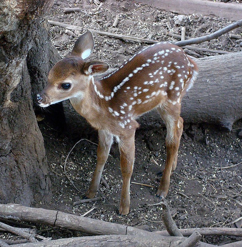 Ein Bambi, wie es doch im Bchlein steht... Costa Rica, 07. Jan. 2010, 15:10