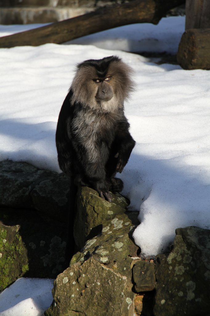 Ein Bartaffe oder auch Wanderu (Macaca silenus) hat sich eine warme Stelle abseits des Schnees ausgesucht. Zoologischer Garten Berlin am 25.2.2010.