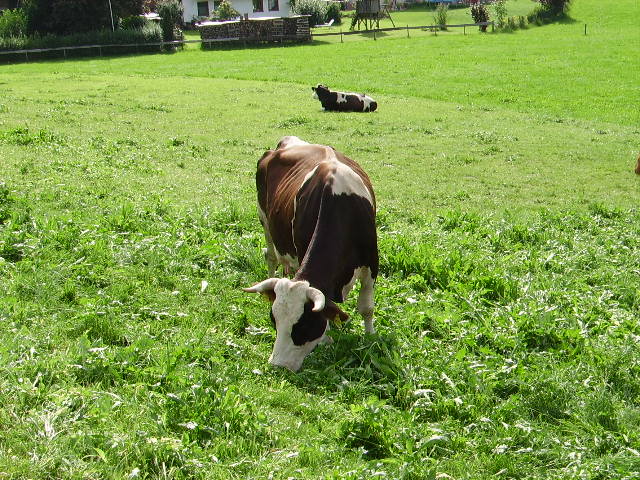 Ein Braun Weiss gefleckte Kuh in Ottacker am 11.08.08