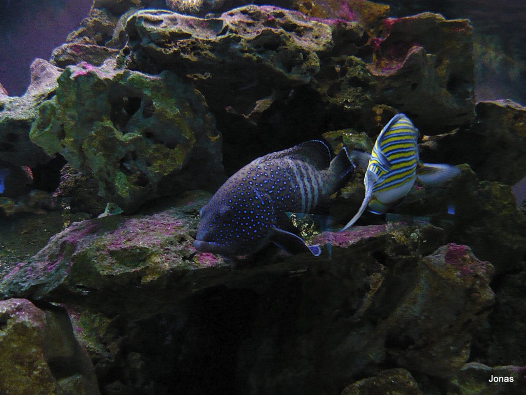 Ein Doktorfisch und ein Sgebarsch liegen auf einem Stein