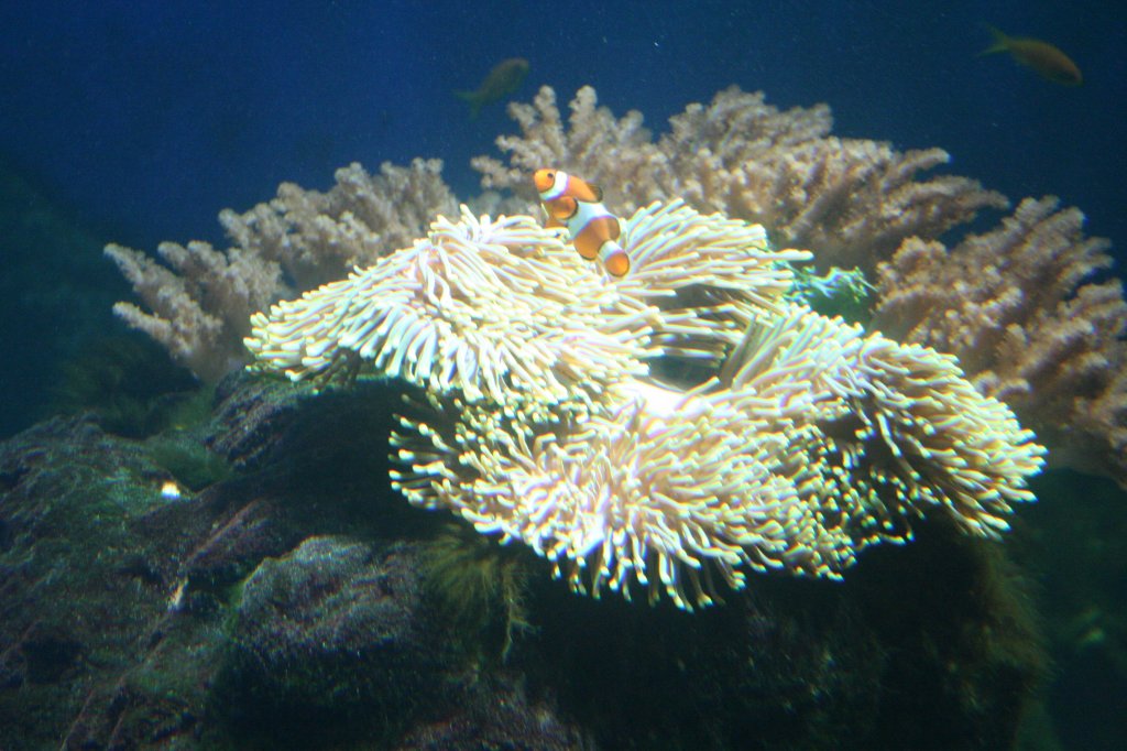 Ein Echter Clownfisch (Amphiprion percula) in seiner Seeanemone. Aquaria Vattenmuseum im Djurgrden von Stockholm.