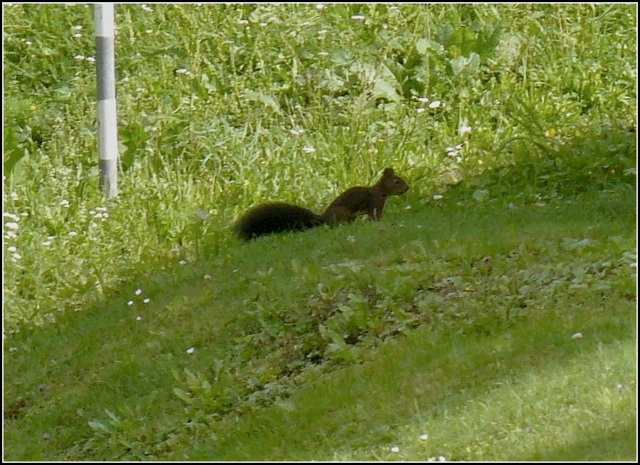 Ein Eichhrnchen auf Nahrungssuche gesehen am 16.09.2010. (Hans)