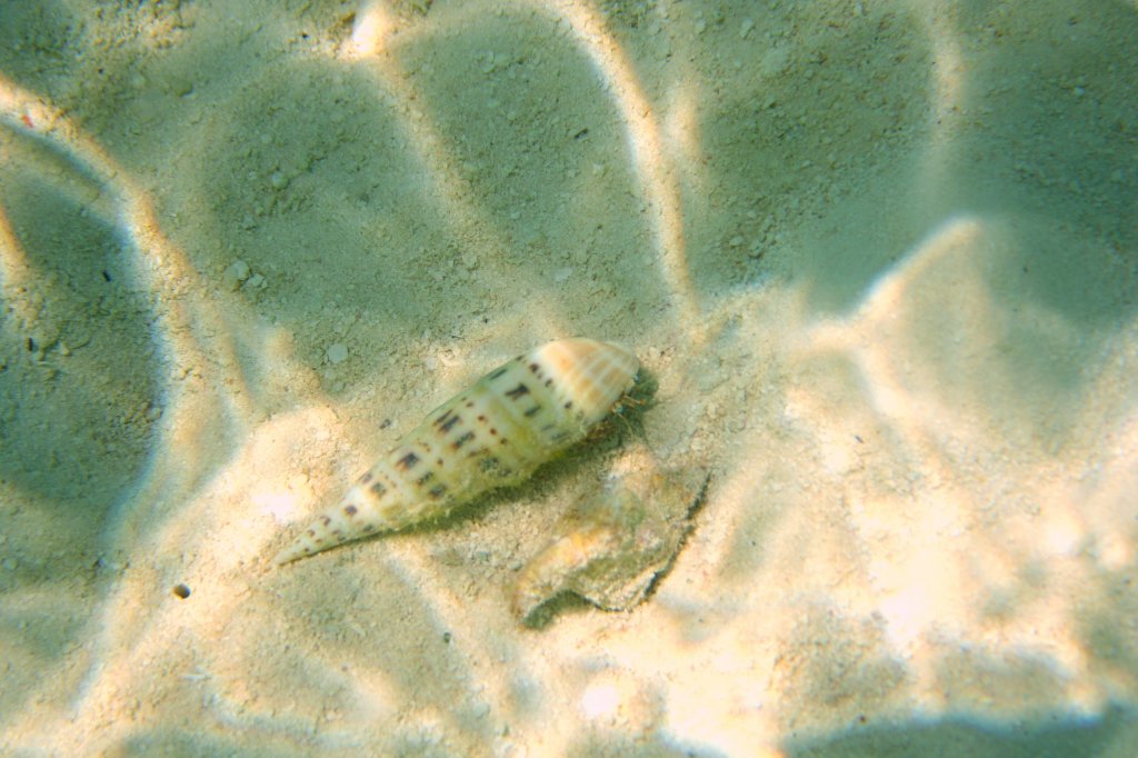 Ein Einsiedlerkrebs der Gattung Calcinus hat sich in einem Gehuse einer gefleckte Schraubenschnecke (Terebra maculata)eingerichtet. Ari-Atoll Malediven.