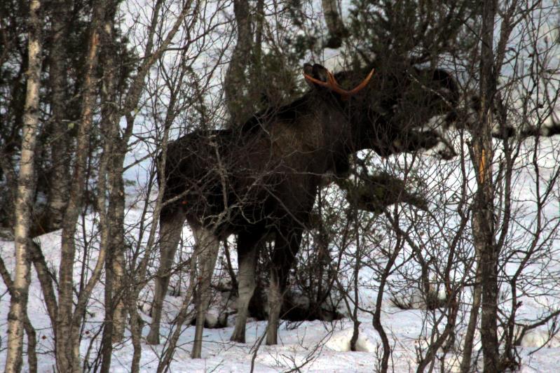 Ein Elchbulle knabbert an einer Birke. Nordland / Norwegen, 03.11.2012