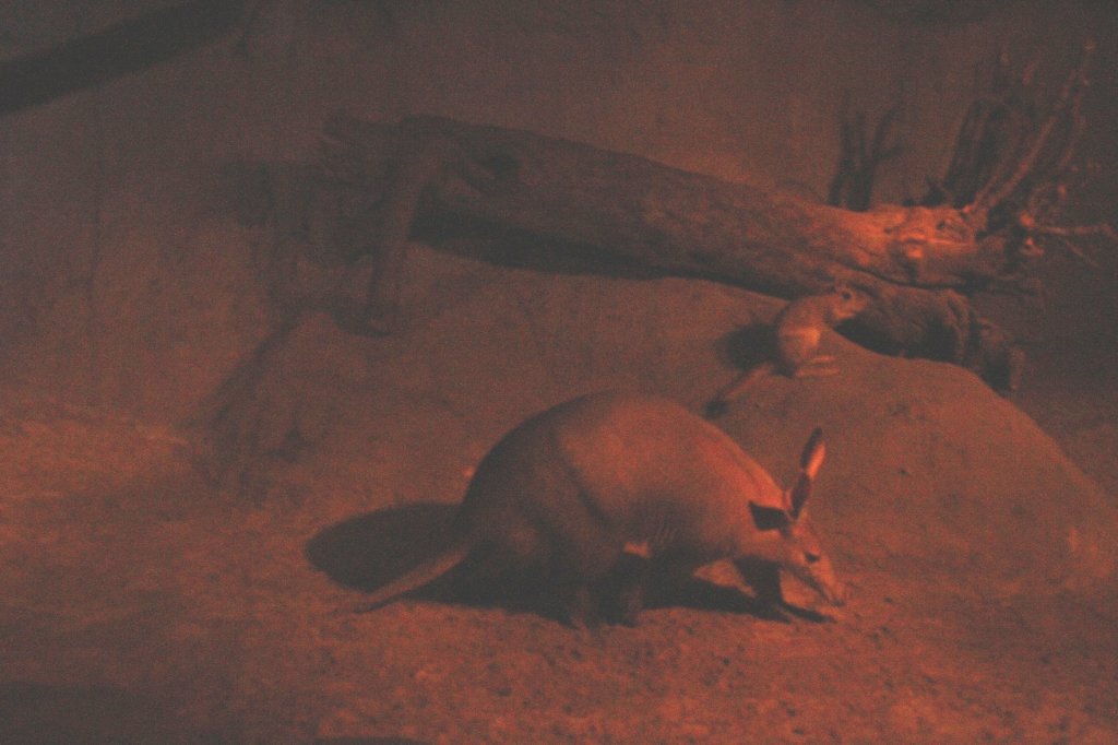 Ein Erdferkel (Orycteropus afer) und ein Sdafrikanischer Springhase
(Pedetes capensis capensis) am 10.3.2010 im Nachttierhaus des Zoos Berlin.
