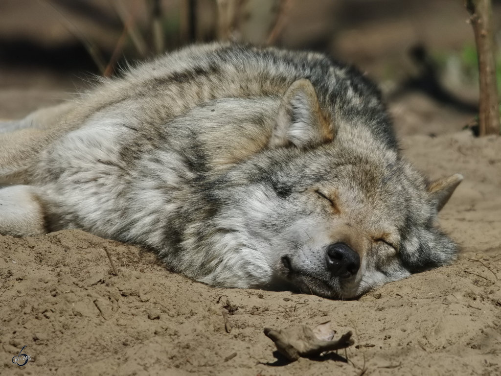Ein Eurasischer Wolf dst in der Frhlingssonne vor sich hin. (April 2009)