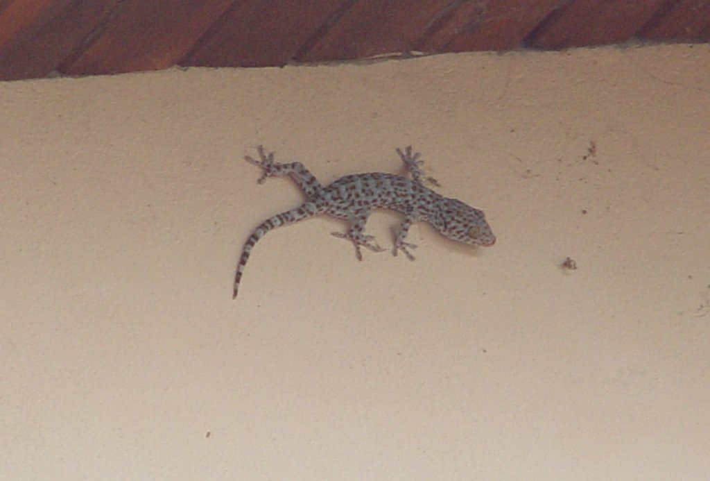 Ein Gecko (Tokeh), der bei mir an der Hauswand  klebt . In der khleren Jahreszeit war es ruhig in der Nacht, aber jetzt, wo die Nchte wieder wrmer werden, ist sein Ruf, der ca. alle 30 Minuten ertnt, sehr laut und durchdringend.