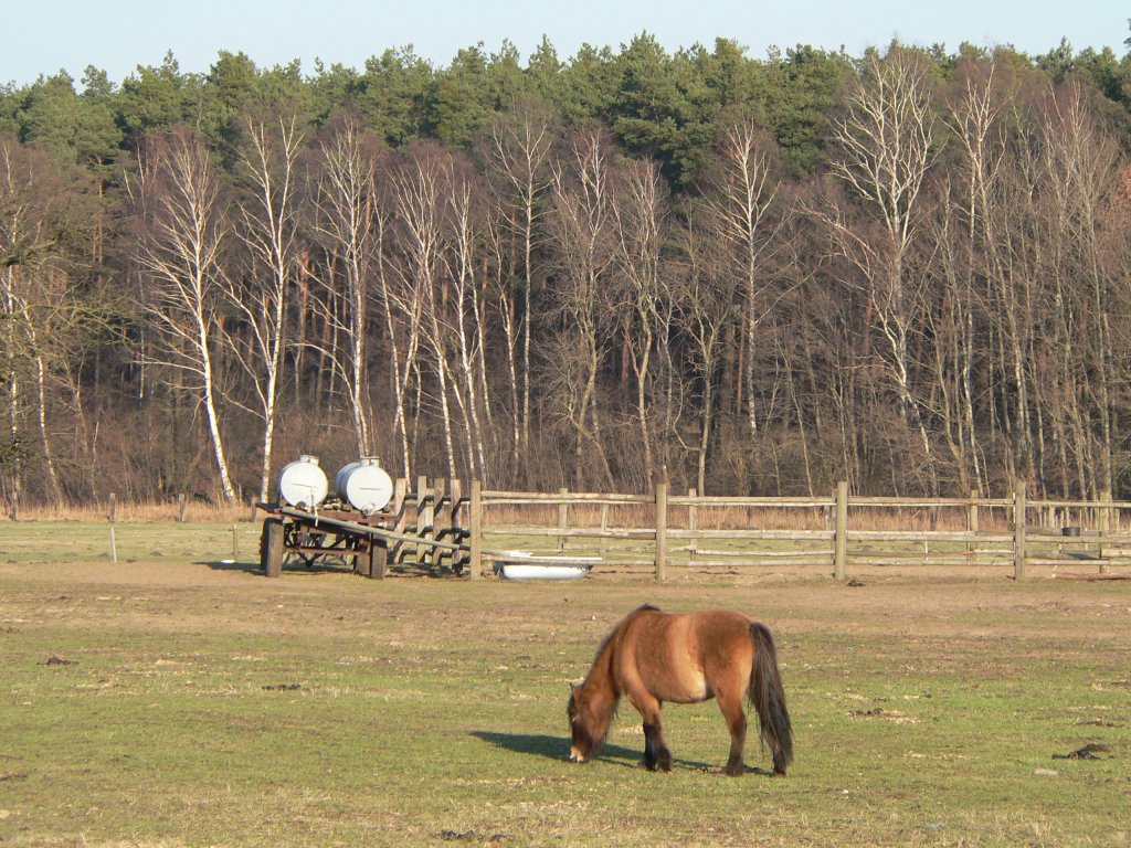 Ein grasendes Pony irgendwo bei Frstenwalde, 2007.