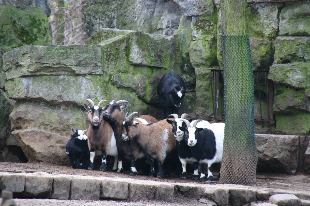 Ein Gruppe Westafrikanische Zwergziegen (Capra aegagrus f. hircus) drngt sich dicht zusammen, um sich etwas zu wrmen. Tierpark Berlin am 13.12.2009.