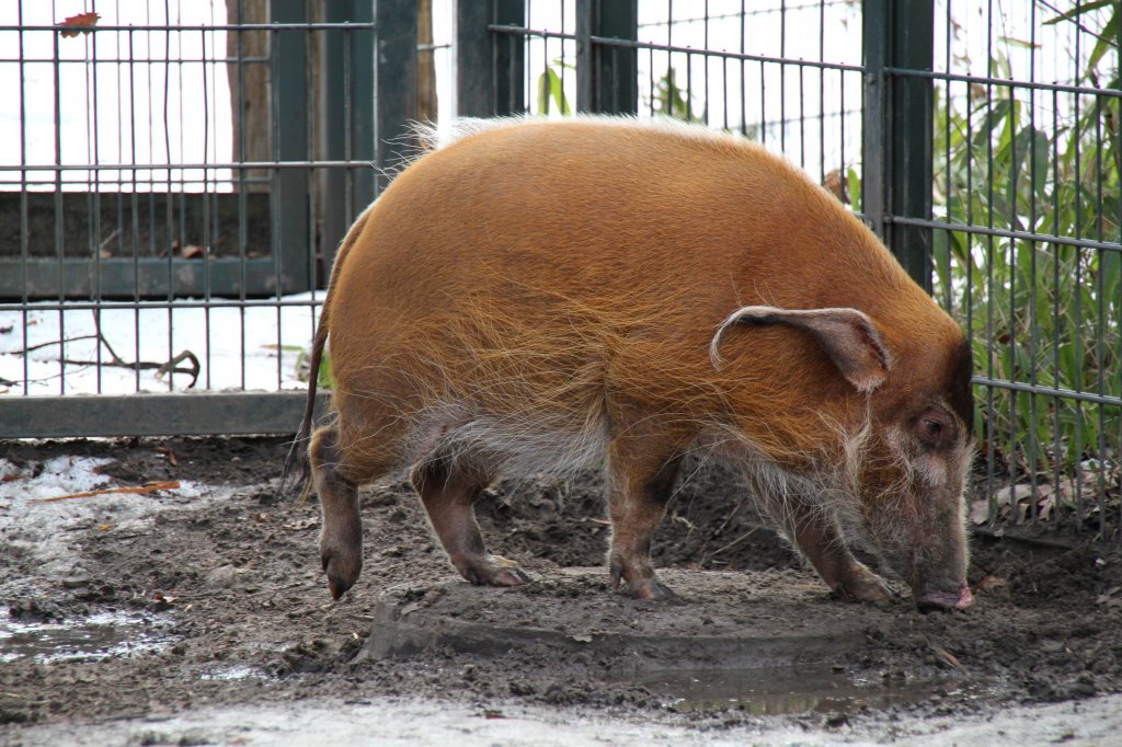 Ein Guinea-Pinselohrschwein (Potamochoerus porcus porcus)bt das Balancieren auf einem Gullideckel. Zoologischer Garten Berlin am 25.2.2010.
	