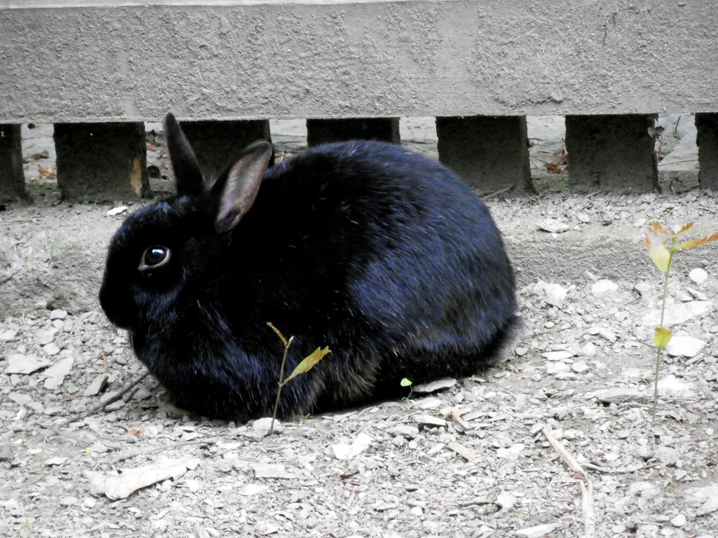 Ein Hase in Zeulenroda. Foto 23.06.2012
