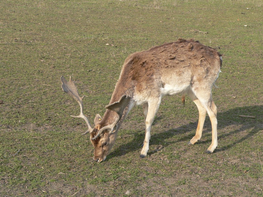 Ein Hirsch beim Fressen in Frstenwalde, 2005