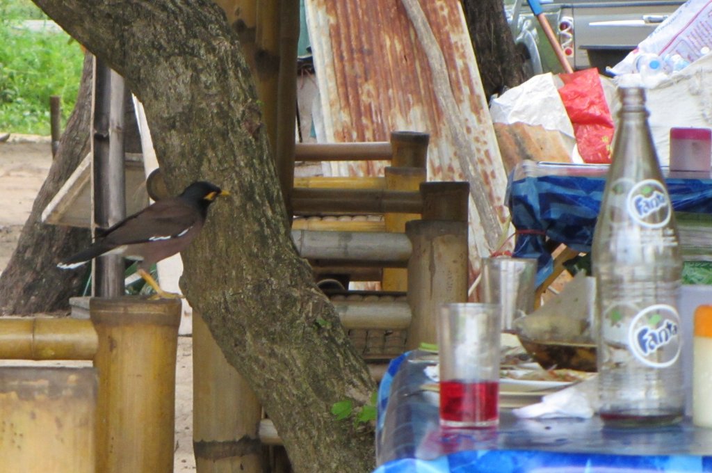 Ein Hirtenmaina (Acrithoderes tristis) sucht am 3.1.2012 in Phuket an einem noch nicht abgerumten Esstisch nach Fressbarem.