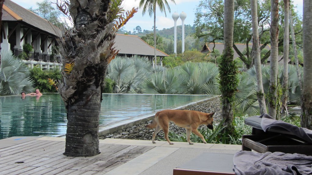 Ein Hund flchtet vor dem Hotelpersonal in Phuket am 1.1.2012.