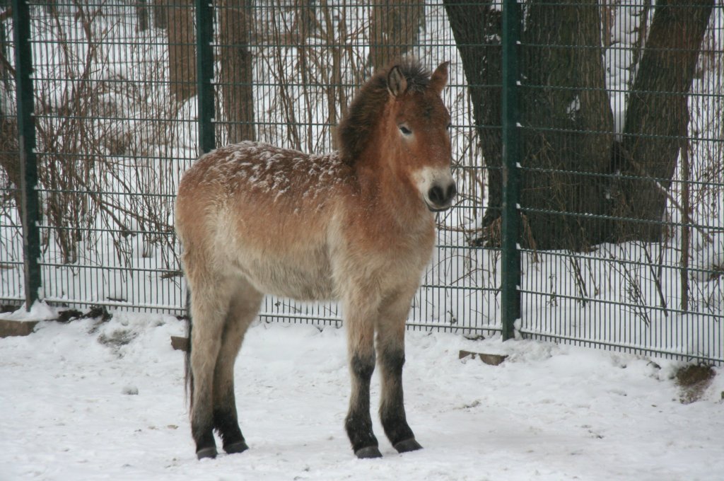 Ein junges Przewalski-Urwildpferd (Equus przewalskii) steht einsam im Schneetreiben. Tierpark Berlin am 9.1.2010.