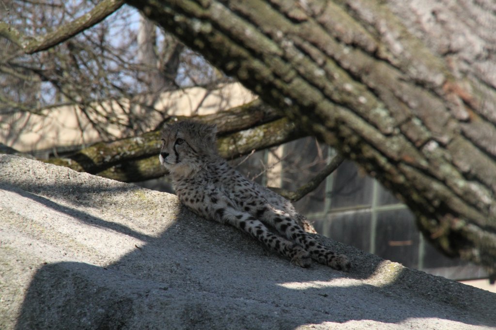 Ein kleiner Gepard (Acinonyx jubatus) hat sich ein schattiges Pltzchen gesucht. Zoo Basel am 19.3.2010.