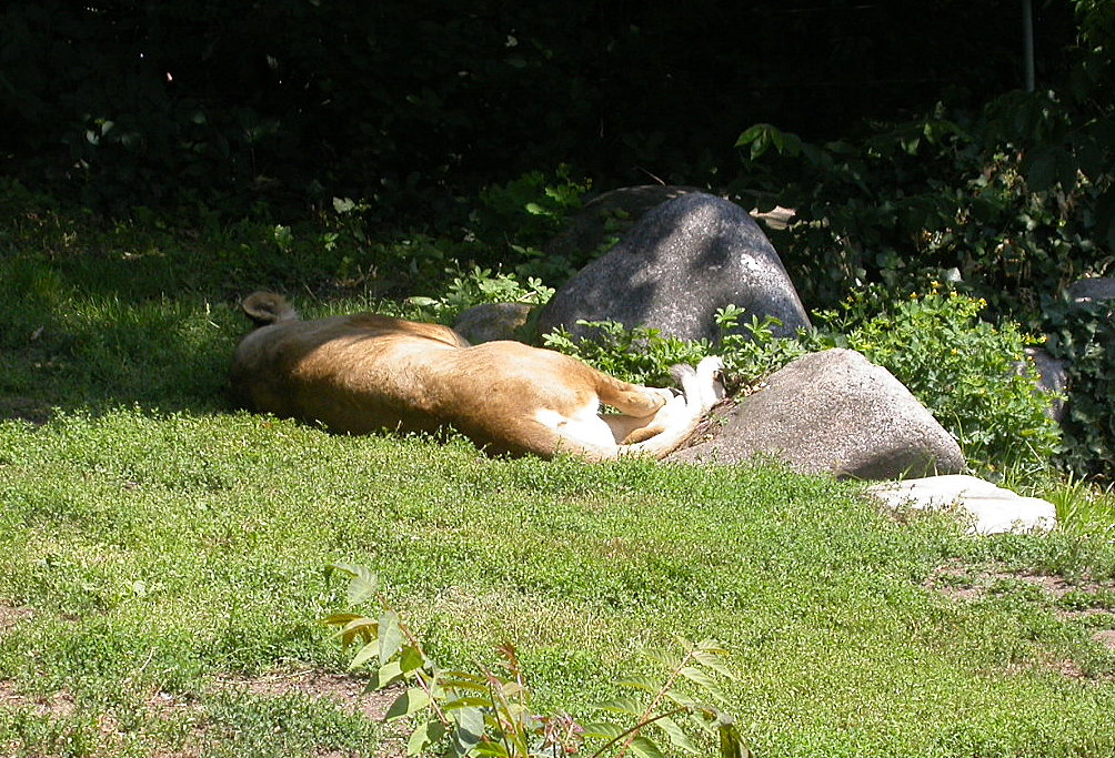 Ein kleines Nickerchen h�lt diese L�win im Zoo Karlsruhe(03.06.2011). Der