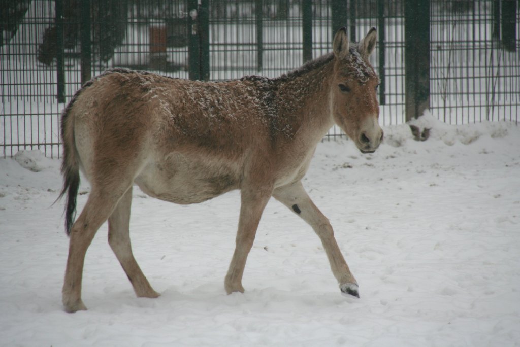 Ein Kulan oder auch Turkmenischer Halbesel (Equus hemionus kulan) stapft durch den Schnee. Tierpark Berlin am 9.1.2010.
	