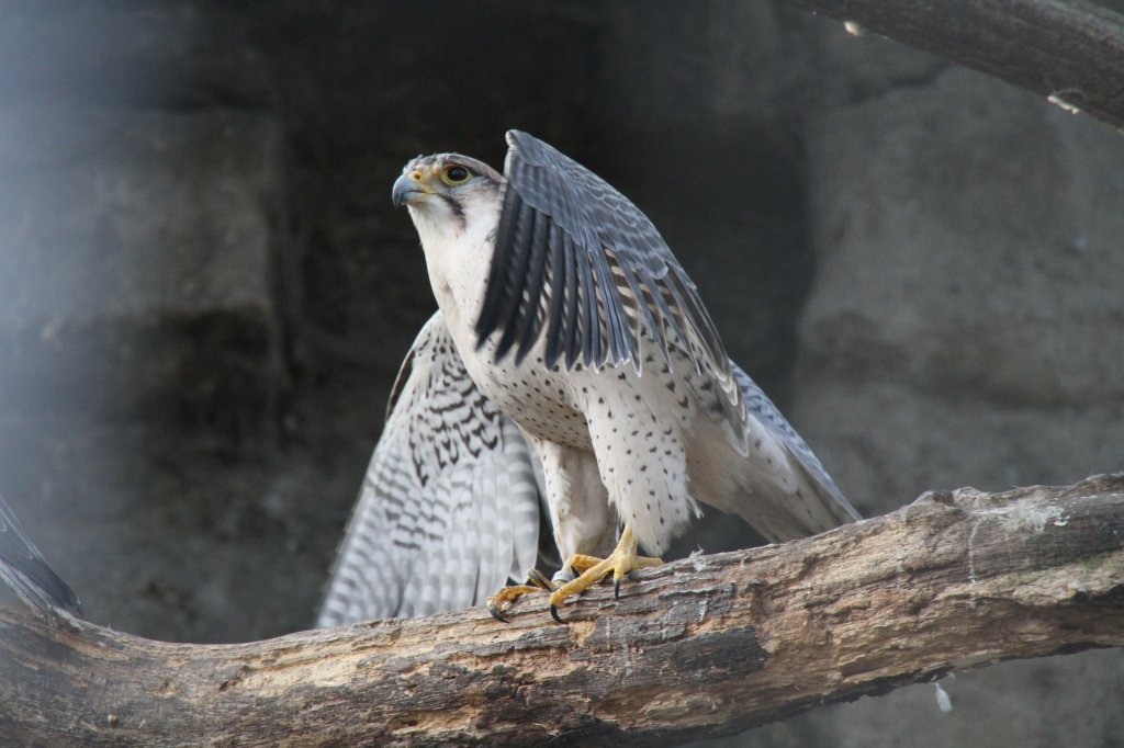 Ein Lannerfalke (Falko biarmicus) am 10.3.2010 im Zoologischen Garten in Berlin.