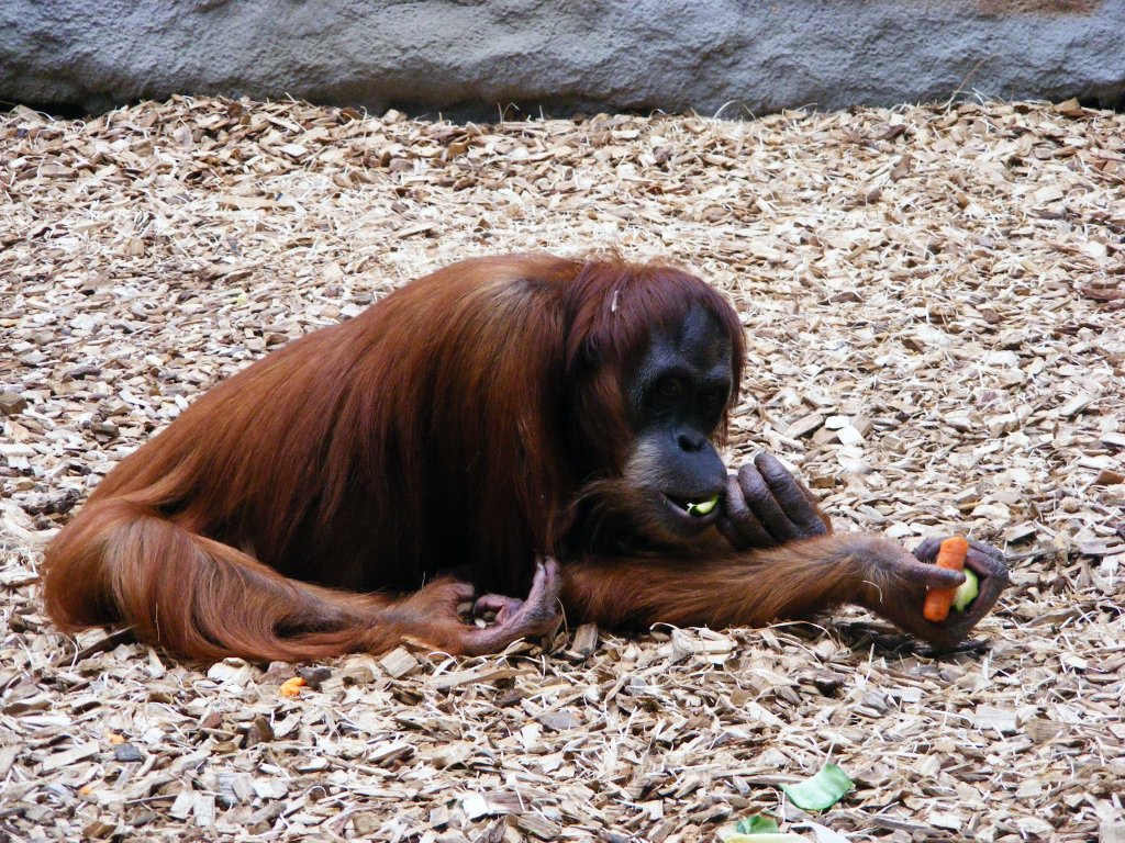 Ein Orang Utan im Gelsenkirchener Zoo am 2. Mai 2010.
Orang Utans sind die ltesten, vermutlich seit 15 Millionen Jahren existierenden Menschenaffen, allerdings ist ihr Bestand in der Wildbahn trotz Schutzmanahmen bedroht. 