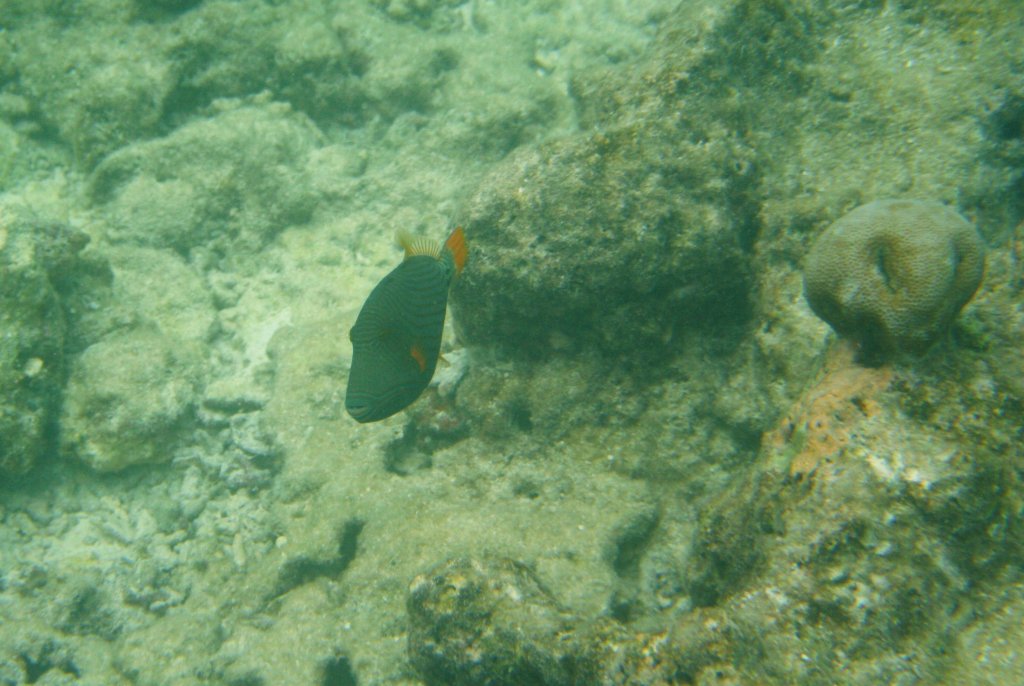 Ein Orangestreifen-Drckerfisch (Balistapus undulatus
) am Hausriff von Sun Island, Malediven.
