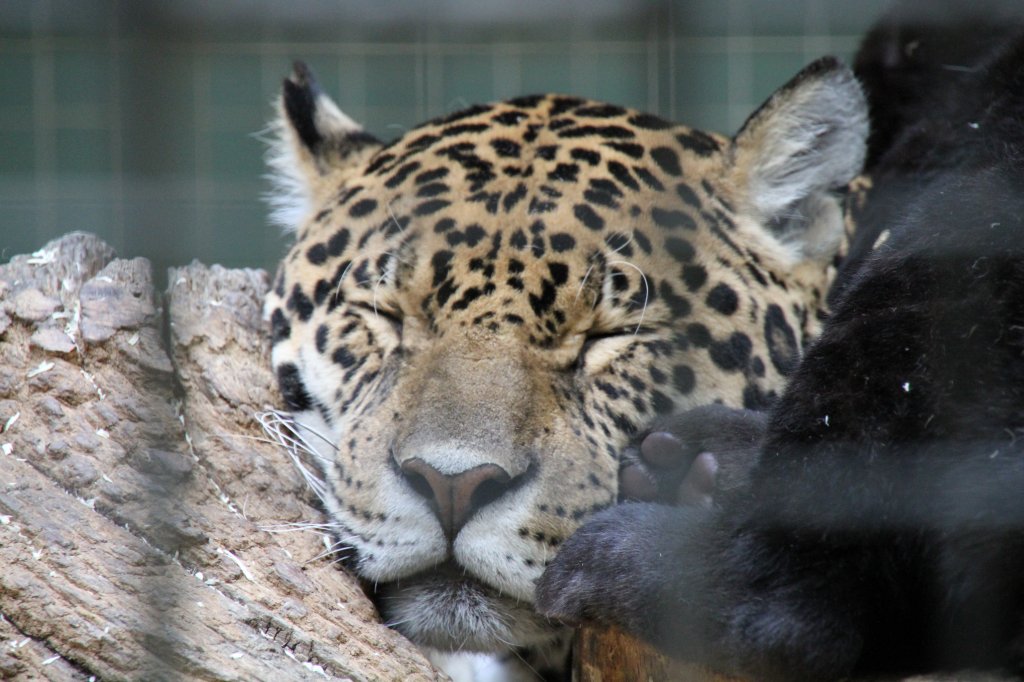 Ein schlafender Jaguar (Panthera onca) am 25.2.2010 im Zoo Berlin.