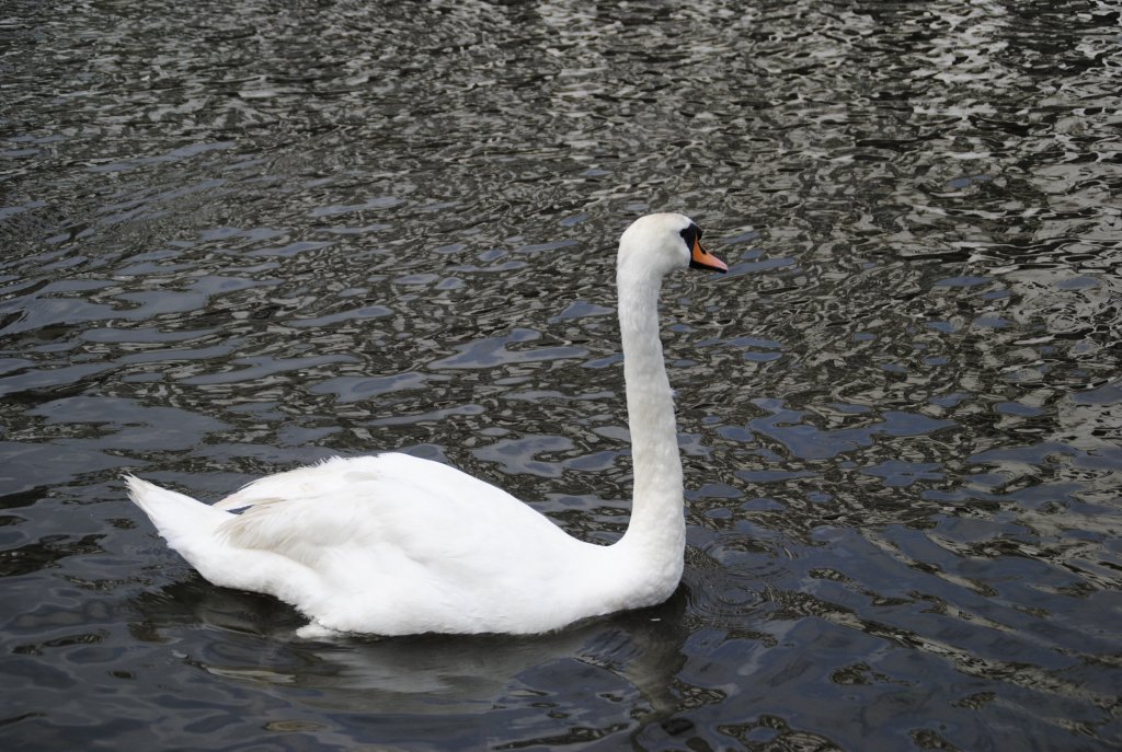 Ein Schwan auf der Alster im Hamburg am 01.8.2010