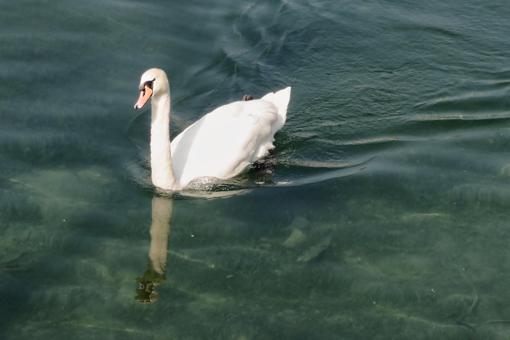 Ein Schwan auf dem Luzerner See, 2011-09-30