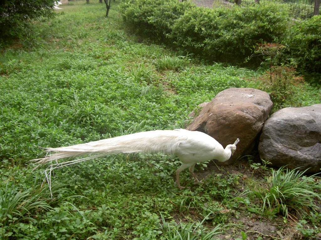 Ein Weisser Pfau (Pavo cristatus mut. alba) scheint eine Albinoversion des Blauen Pfaus zu sein, ist aber eine Mutation, da die Augen nicht rot sind. Shanghai Zoo Juni 2006..