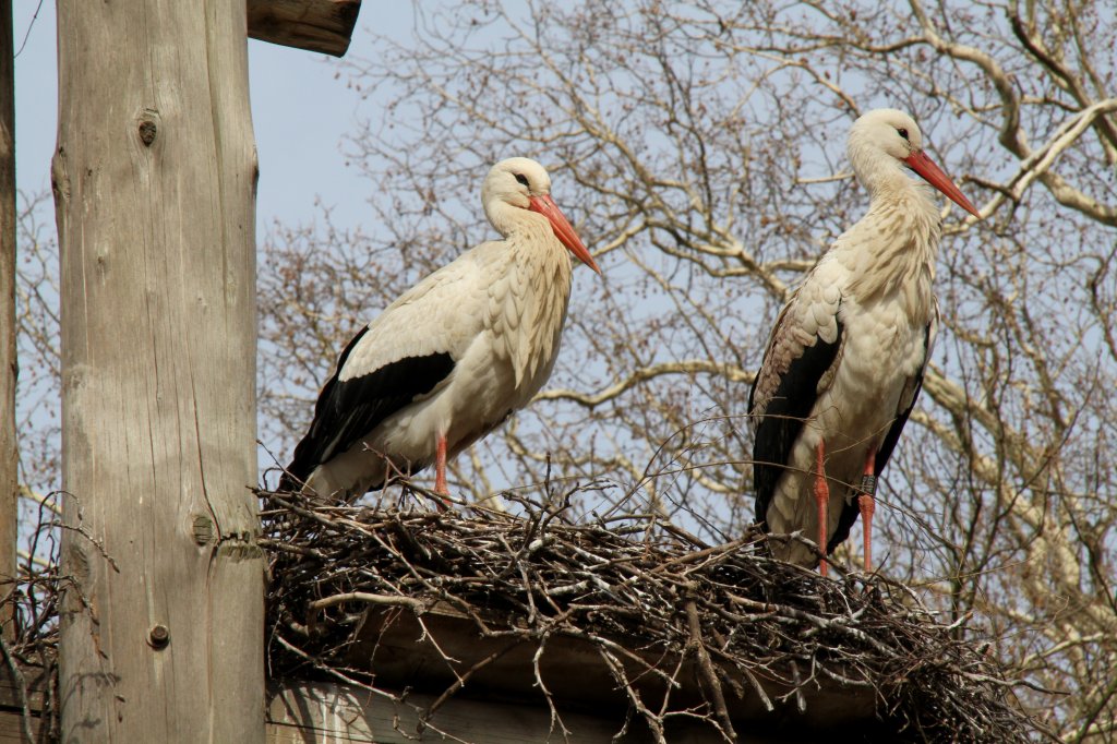 Ein Wei�storch-Nest in der Orangerie in Strasbourg. 