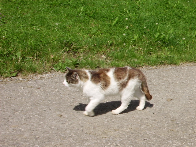 Eine Allguer Katze beim Spazieren in Ottacker am 10.08.08