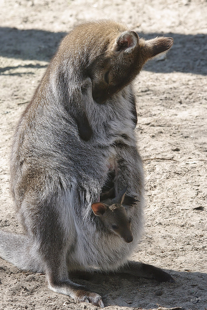Eine Bennettkngurudame mit Nachwuchs. (April 2009)